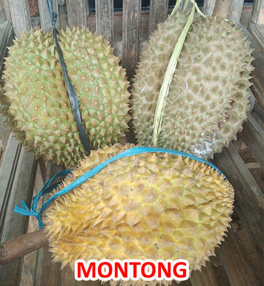 JUAL BIBIT DURIAN MONTONG