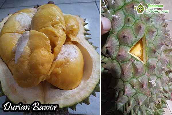 buah durian bawor