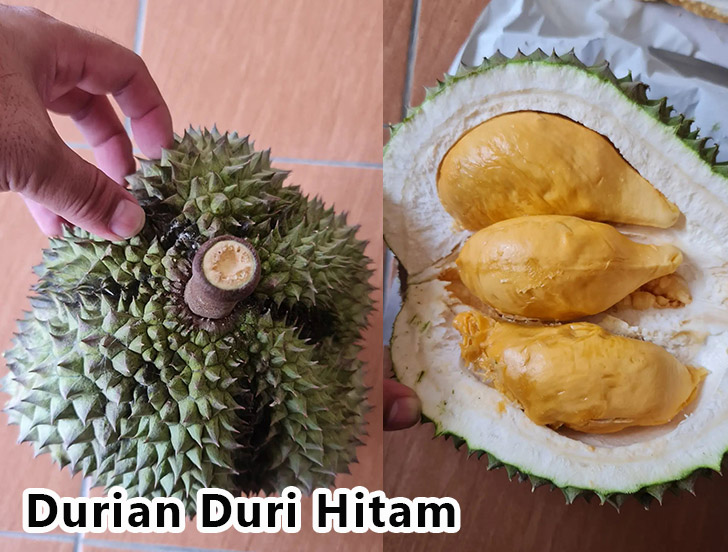 Harga bibit durian duri hitam dongkelan